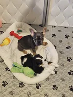 Lil Man, a male French Bulldog for sale in Pasadena, MD – Photo 1 of 2