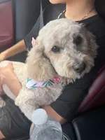 Dior, a female Poodle - Miniature  for sale in Chula Vista, CA – 2 of 3