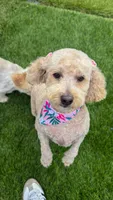 Dior, a female Poodle - Miniature  for sale in Chula Vista, CA – 1 of 3
