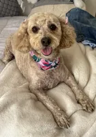 Dior, a female Poodle - Miniature  for sale in Chula Vista, CA – 3 of 3