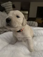 Orange Boy, a male Golden Retriever for sale in Norwalk, OH – Photo 3 of 5