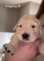 Orange Boy, a male Golden Retriever for sale in Norwalk, OH – Photo 1 of 5