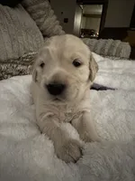 Blue Boy, a male Golden Retriever for sale in Norwalk, OH – Photo 2 of 3