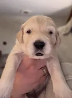 Blue Boy, a male Golden Retriever for sale in Norwalk, OH – Photo 1 of 3