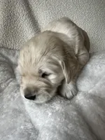 Blue Boy, a male Golden Retriever for sale in Norwalk, OH – Photo 3 of 3