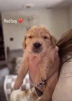 Red boy, a male Golden Retriever for sale in Norwalk, OH – Photo 1 of 4