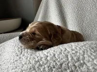 Red boy, a male Golden Retriever for sale in Norwalk, OH – Photo 3 of 4