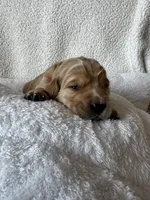 Red boy, a male Golden Retriever for sale in Norwalk, OH – Photo 2 of 4