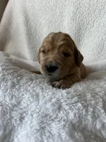 Red boy, a male Golden Retriever for sale in Norwalk, OH – Photo 4 of 4