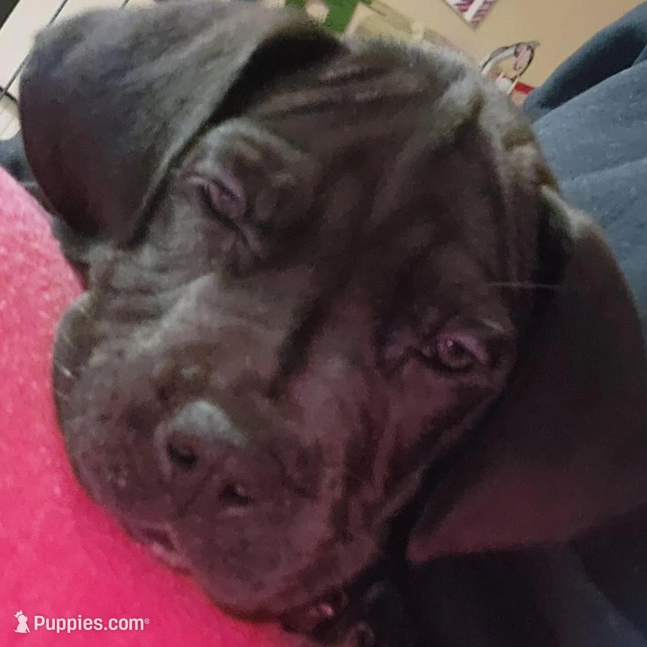 Red, a female Great Dane and English Mastiff for sale in Edmond, OK – Photo 2 of 10