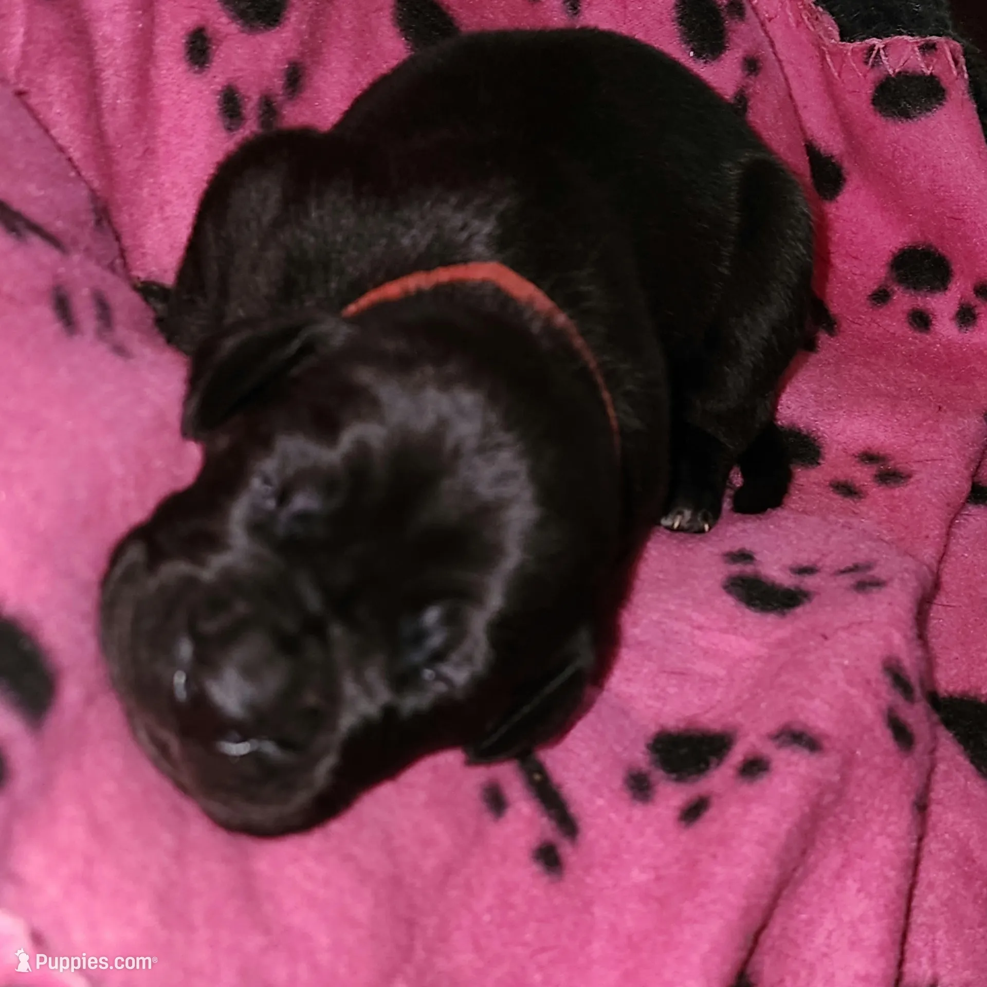 Red, a female Great Dane and English Mastiff for sale in Edmond, OK – Photo 10 of 10