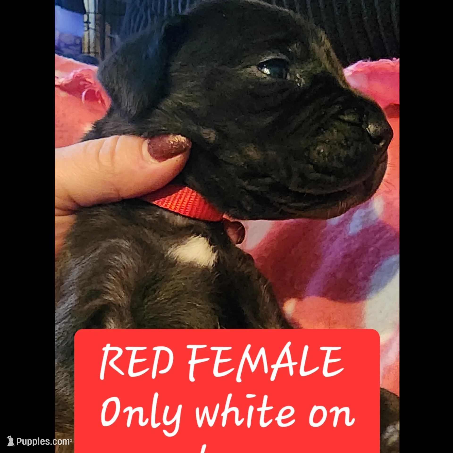 Red, a female Great Dane and English Mastiff for sale in Edmond, OK – Photo 3 of 10