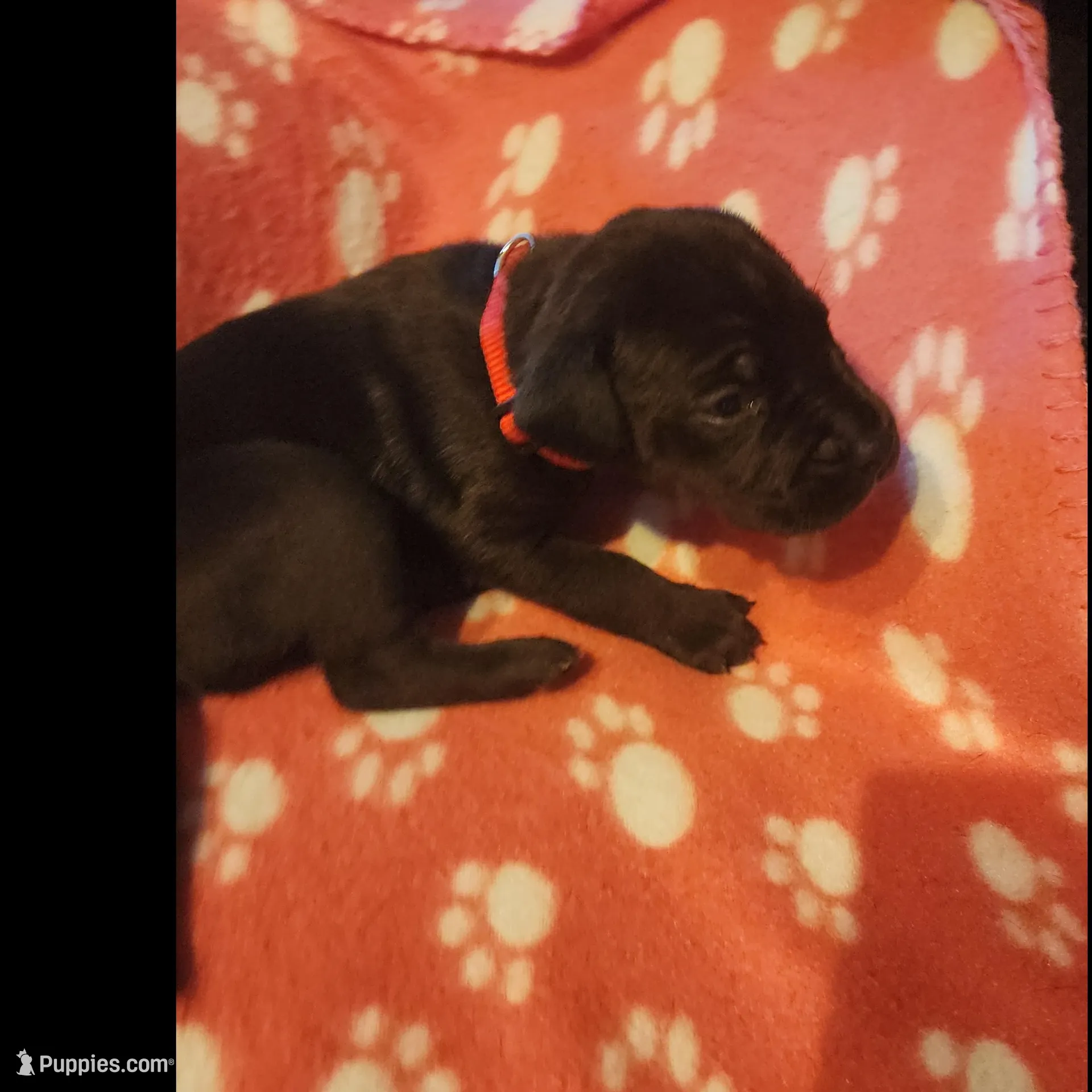 Red, a female Great Dane and English Mastiff for sale in Edmond, OK – Photo 5 of 10