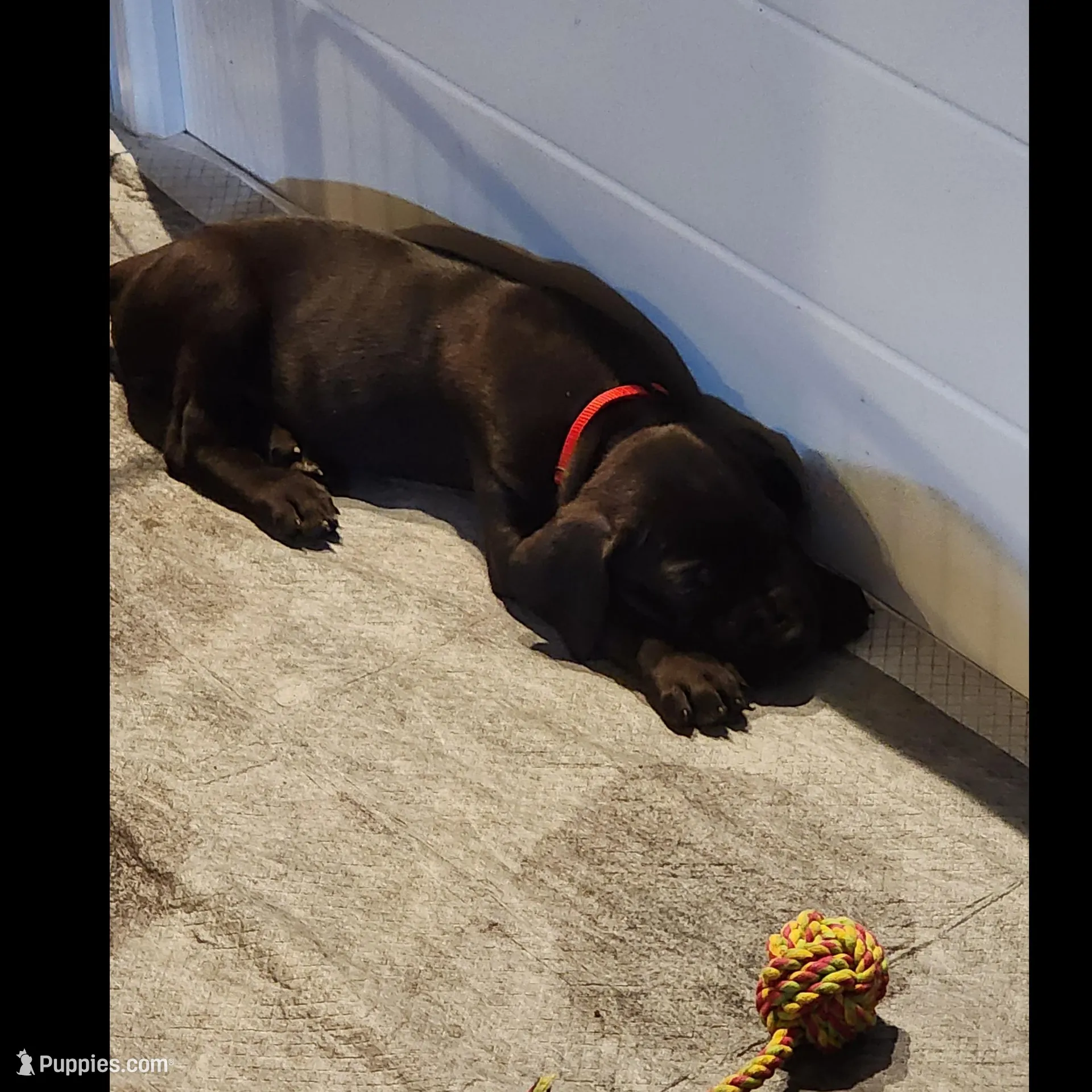 Red, a female Great Dane and English Mastiff for sale in Edmond, OK – Photo 4 of 10