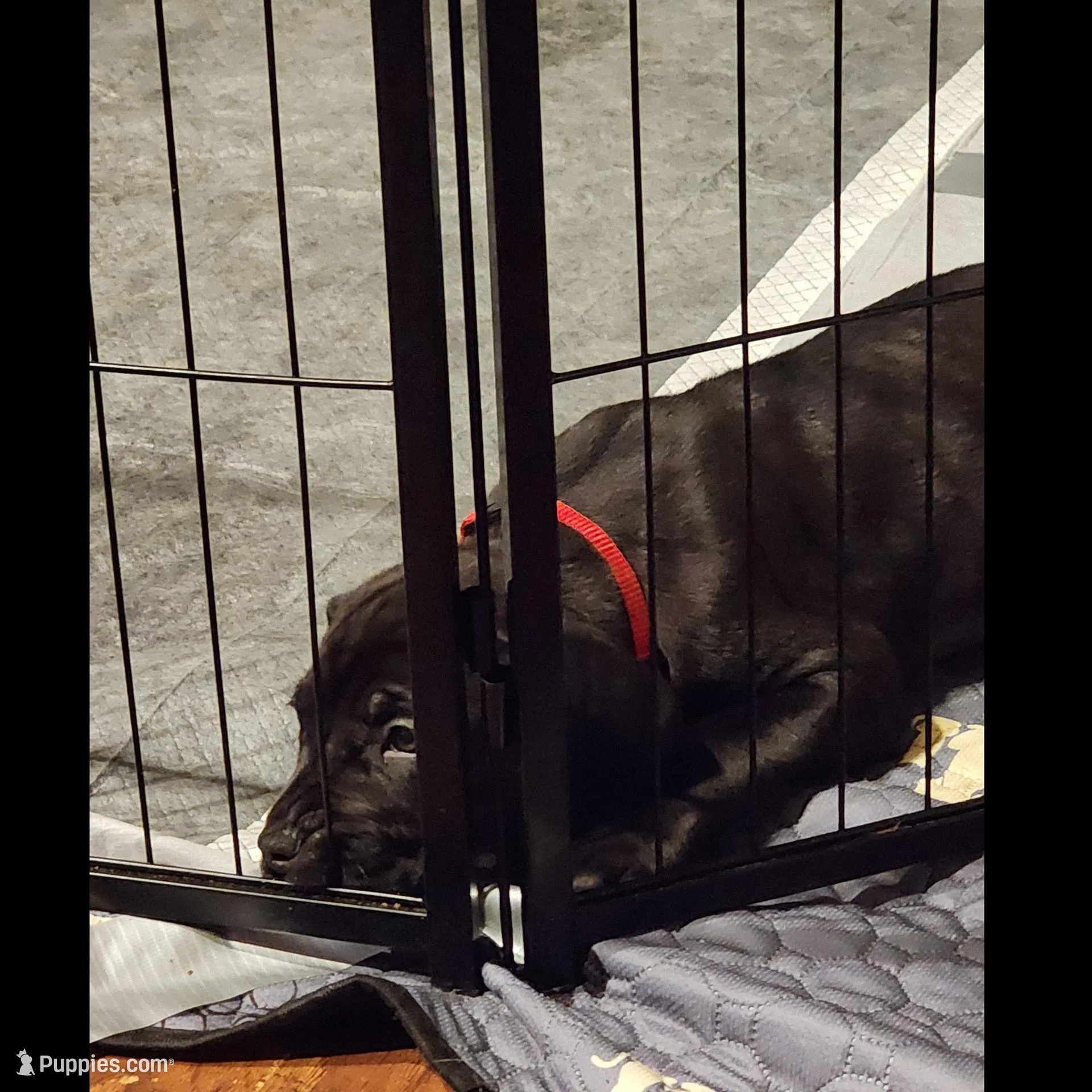 Red, a female Great Dane and English Mastiff for sale in Edmond, OK – Photo 8 of 10