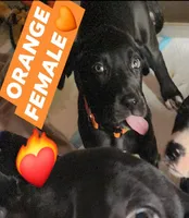 Orange aka Floppy, a female Great Dane for sale in Edmond, OK – Photo 4 of 10