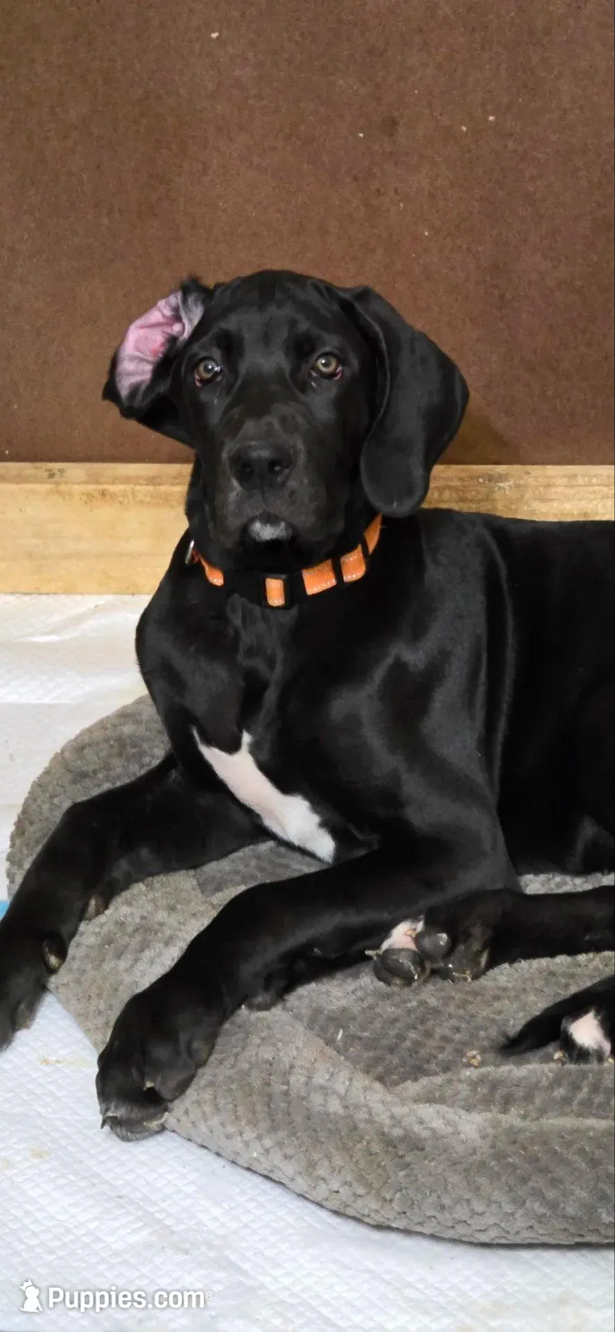 Orange aka Floppy, a female Great Dane for sale in Edmond, OK – Photo 1 of 10