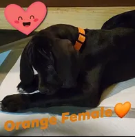 Orange aka Floppy, a female Great Dane for sale in Edmond, OK – Photo 3 of 10