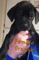Orange aka Floppy, a female Great Dane for sale in Edmond, OK – Photo 8 of 10