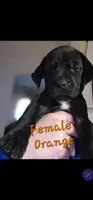 Orange aka Floppy, a female Great Dane for sale in Edmond, OK – Photo 9 of 10