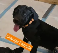 Orange aka Floppy, a female Great Dane for sale in Edmond, OK – Photo 2 of 10