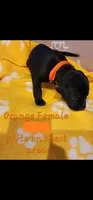 Orange aka Floppy, a female Great Dane for sale in Edmond, OK – Photo 10 of 10