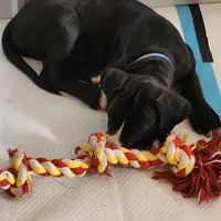 Blue, a male Great Dane and English Mastiff for sale in Edmond, OK – Photo 8 of 10