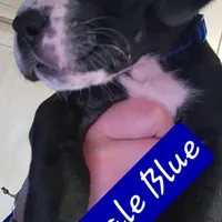 Blue, a male Great Dane and English Mastiff for sale in Edmond, OK – Photo 5 of 10