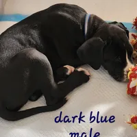 Blue, a male Great Dane and English Mastiff for sale in Edmond, OK – Photo 7 of 10