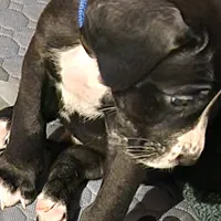 Blue, a male Great Dane and English Mastiff for sale in Edmond, OK – Photo 10 of 10