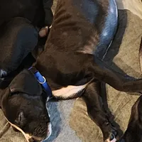 Blue, a male Great Dane and English Mastiff for sale in Edmond, OK – Photo 4 of 10