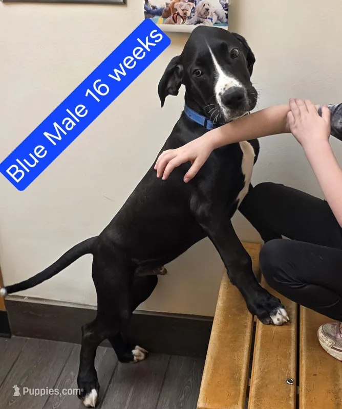 Blue – Great Dane, English Mastiff puppy for sale in Edmond, OK