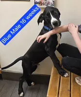 Blue, a male Great Dane and English Mastiff for sale in Edmond, OK – Photo 1 of 10