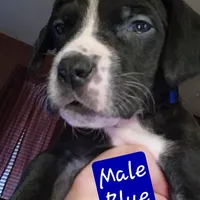 Blue, a male Great Dane and English Mastiff for sale in Edmond, OK – Photo 6 of 10