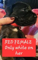 Red, a female Great Dane and English Mastiff for sale in Edmond, OK – Photo 5 of 10