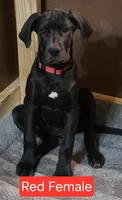 Red, a female Great Dane and English Mastiff for sale in Edmond, OK – Photo 1 of 10