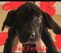 Red, a female Great Dane and English Mastiff for sale in Edmond, OK – Photo 10 of 10
