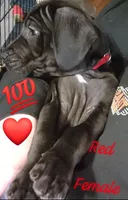 Red, a female Great Dane and English Mastiff for sale in Edmond, OK – Photo 2 of 10