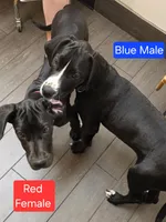 Red, a female Great Dane and English Mastiff for sale in Edmond, OK – Photo 6 of 10