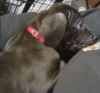 Red, a female Great Dane and English Mastiff for sale in Edmond, OK – Photo 3 of 10