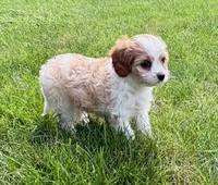 Buddy, a male Cavapoo for sale in New Baltimore, MI – 2 of 6