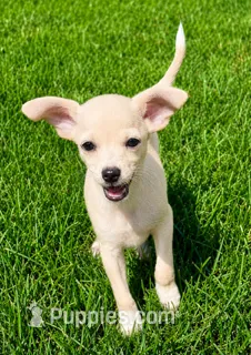 Duke  – Chihuahua puppy for sale in New Baltimore, MI