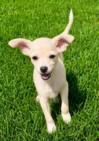 Duke , a male Chihuahua for sale in New Baltimore, MI – 1 of 5
