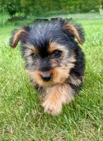 Leo, a male Yorkshire Terrier for sale in New Baltimore, MI – 1 of 5