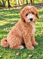 Mac , a male Cavapoo for sale in New Baltimore, MI – 4 of 4