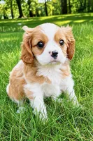 Millie, a female Cavalier King Charles Spaniel for sale in New Baltimore, MI – 1 of 6