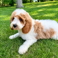 Tucker, a male Miniature Goldendoodle for sale in New Baltimore, MI – 4 of 6