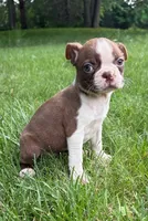 Cassie, a female Boston Terrier for sale in New Baltimore, MI – 5 of 5
