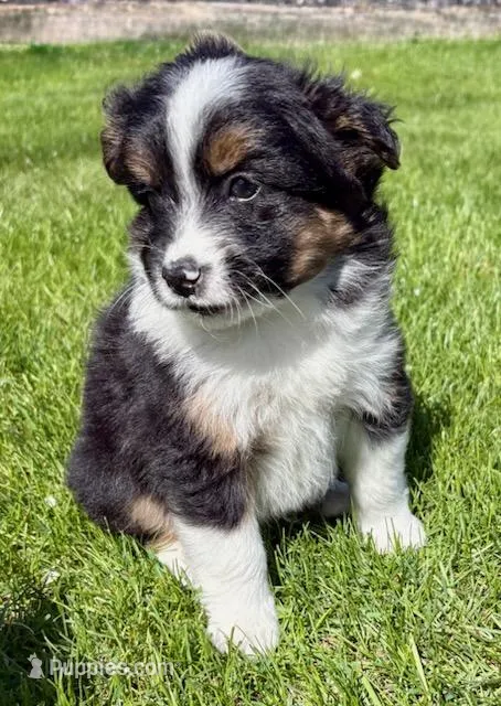 Tucker – Pomeranian, Shih Tzu puppy for sale in New Baltimore, MI