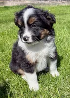 Tucker, a male Pomeranian and Shih Tzu for sale in New Baltimore, MI – 1 of 5